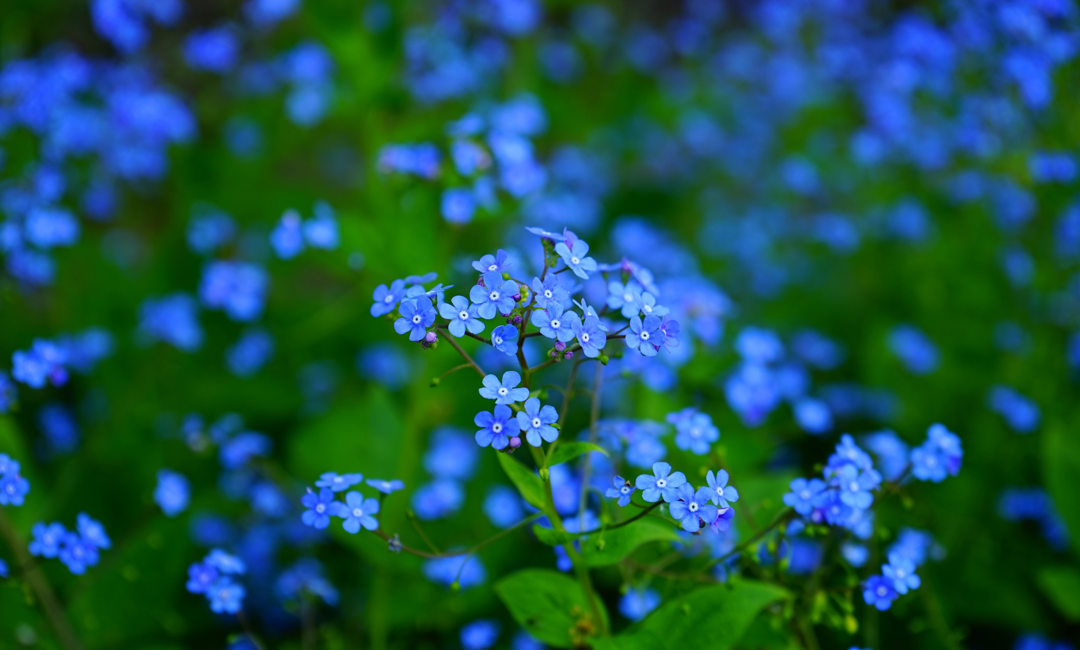 Image of forget me knot flowers to convey funeral